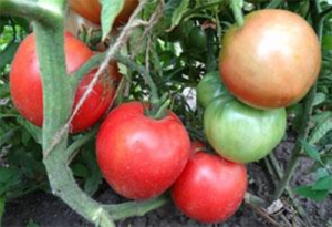 Семена сорта томата Азамат - Низкорослые кустовые 