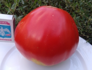 Семена томата сорта Алёна люкс - Гиганты красные