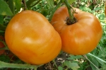 . Amana orange (Амана оранж)