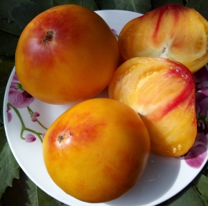 Семена сорта томата Ананас Малибу (Ananas Malibu, Malibu Pineapple) - Среднерослые