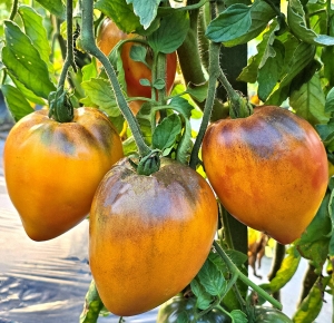 Семена сорта томата Ананасный сержант румяный - Гиганты сердцевидные 