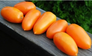 Семена сорта томата Ананасная сливка - Высокорослые сливовидно-овальные