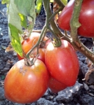 . Анна Русская (Anna Russian) 