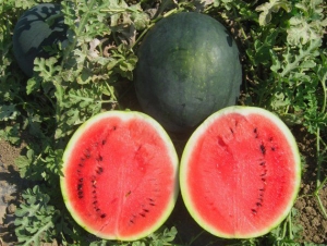 Семена арбуза сорта Sugar Baby (Шуга Бейби)