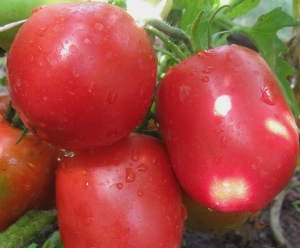 Семена томата сорта Астраханские - Высокорослые сливовидно-овальные