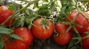 Семена сорта томата Атом - Низкорослые кустовые