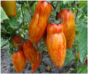 Семена томата сорта Casady’s Folly (Безумие Касади) - Длинноплодные