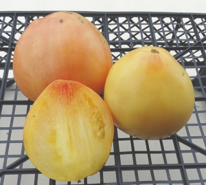 Семена сорта томата Reinhard's White Heart (Белое Сердце Рейнхарда) - Гиганты двуцветные