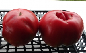 Семена сорта томата Бельмонте (Belmonte) - Супер - гиганты