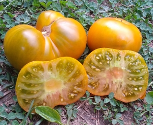 Семена томата сорта Big Green Dwarf (Большой зеленый Гном) - Гномы