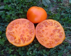 Семена сорта томата Brandywine Yellow (Брэндивайн желтый) - Гиганты желтые и оранжевые