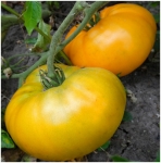 . Brandywine Yellow (Брэндивайн желтый)