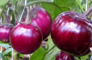 Семена баклажана сорта Буржуй