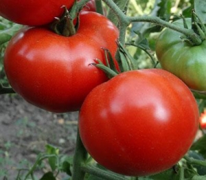 Семена томата сорта Бурковский ранний - низкорослые кустовые