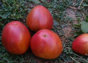 Семена томата сорта Бычок черный - Шоколадные