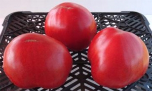 Семена томата сорта Бычье сердце Минусинское гигант (от Н. Щербининой)  - Гиганты розовые сердцевидные