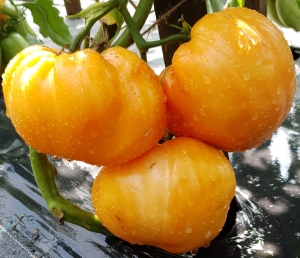 Семена томата сорта Бычье сердце Минусинское желтое - Гиганты желтые и оранжевые