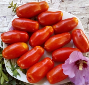 Семена томата сорта Веселый гном - низкорослые кустовые