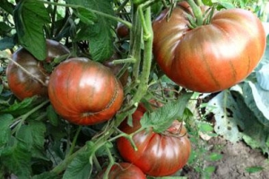 Семена томата сорта Gary O’Sena (Гари О’Сена, Джери О’Сена) - Шоколадные