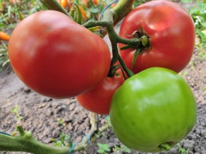 Семена томата сорта Хармония (Гармония) - Гиганты красные