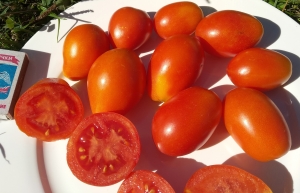 Семена сорта томата Гаспачо - Высокорослые сливовидно-овальные
