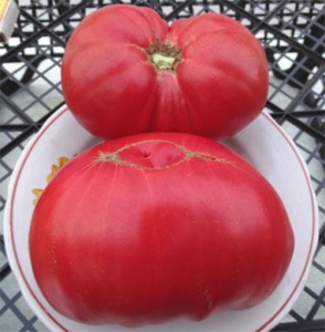 Семена томата сорта Lambert's General Grant (Генерал Грант Ламберта) - Гиганты розовые