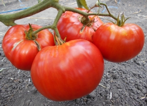 Семена томата сорта Hercegovac (Герцеговак, Герцеговина) - Гиганты красные