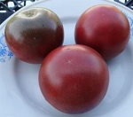 . Korney's Cross (Гибрид Корнея)