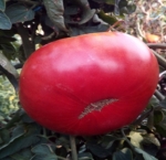 . Гигант Маслова