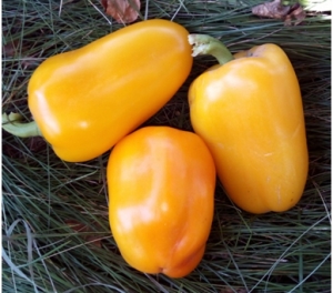 Семена перца сорта Гладиатор