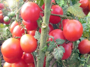 Семена томата сорта Dwarf Bendigo Drop (Гном Бендиго Дроп) - Гномы