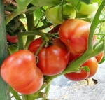 . Dwarf Dainty Isabel (Гном Лакомство Изабель)