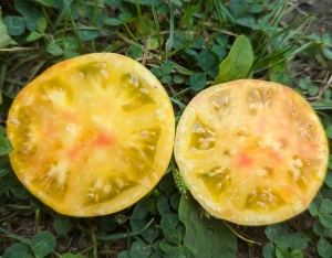 Семена сорта томата Dwarf Summer Sunrise (Гном Летний Рассвет) - Гномы