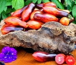 . Dwarf Antho Pink Panther (Гном Розовая пантера анто)