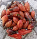 . Dwarf Antho Pink Panther (Гном Розовая пантера анто)