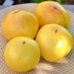 . Dwarf Idaho Gem (Гном драгоценный камень Айдахо)