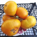 . Dwarf Egypt Yellow (Гном египетский желтый)