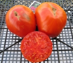 . Гордость Сибири 