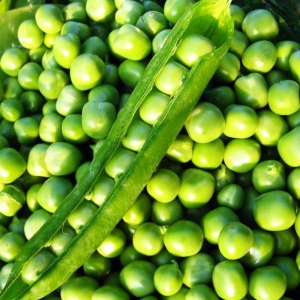 Семена гороха сорта Сахарный стручок
