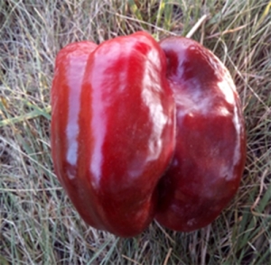 Семена перца сорта Гранова