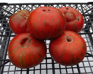 Семена томата сорта Girl Weird Thing (Девочки Странная Вещь) - Полосатые