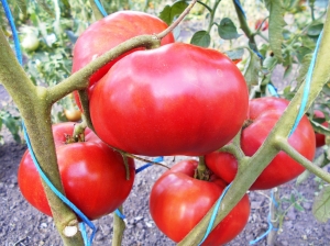 Семена томата сорта Дед Иван - Гиганты розовые