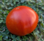 . DelMar (Делмар)