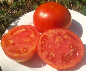 Семена томата сорта Джина - низкорослые кустовые