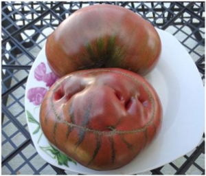 Семена томата сорта Диетический чемпион - Шоколадные