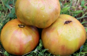 Семена томата сорта Wild Thyme (Дикий Тимьян) - Гиганты двуцветные