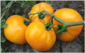 Семена сорта томата Дина - Низкорослые кустовые