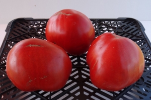 Семена томата сорта Добрый молодец - Гиганты сердцевидные