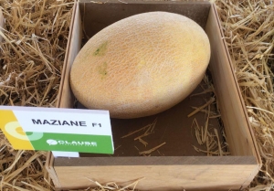 Семена Дыни сорта Дыня Maziane F1 (Мазин F1) (Clause)