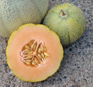 Семена дыни сорта Minnesota Midget (Карлик из Миннесоты)